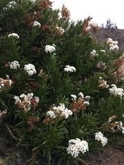 Heliotropium stenophyllum