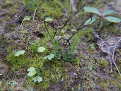 Anthoceros