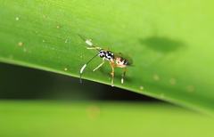 Xanthocryptus novozealandicus