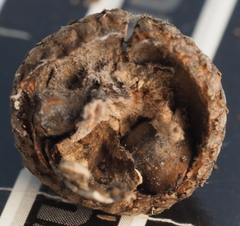 Callirhytis quercusoperator