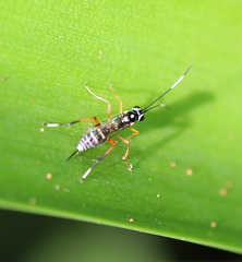 Xanthocryptus novozealandicus