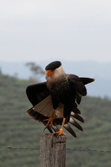 Caracara plancus
