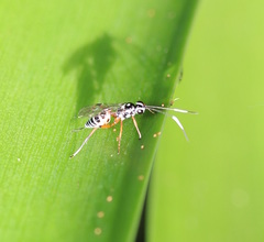 Xanthocryptus novozealandicus