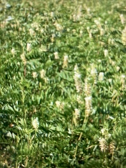 Astragalus canadensis