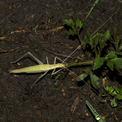 Oecanthus leptogrammus