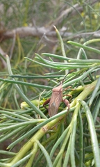 Athaumastus haematicus