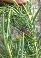 Athaumastus haematicus