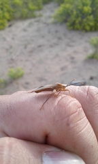 Athaumastus haematicus