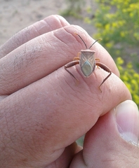 Athaumastus haematicus