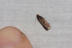 Lecithocera terrigena