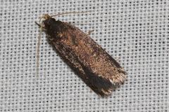 Lecithocera terrigena