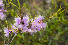 Melaleuca radula
