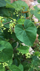 Cynanchum racemosum
