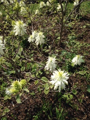 Fothergilla
