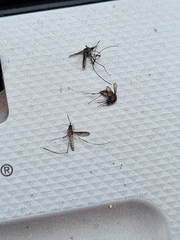 Aedes notoscriptus