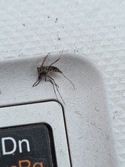 Aedes notoscriptus