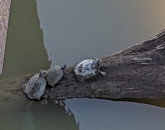 Graptemys ouachitensis