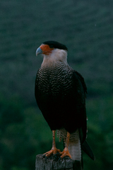 Caracara plancus