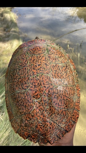 Texas Cooter, Trimmier Creek, Killeen, TX, US, photo 8 of 10