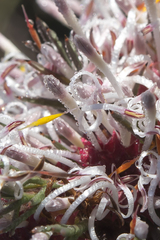 Isopogon asper