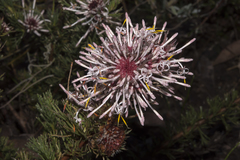 Isopogon asper