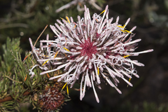 Isopogon asper