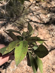 Lophostemon suaveolens
