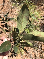 Lophostemon suaveolens