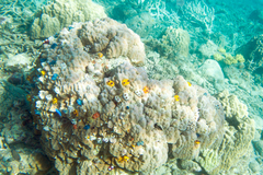 Spirobranchus corniculatus