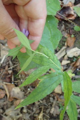 Symphyotrichum phlogifolium