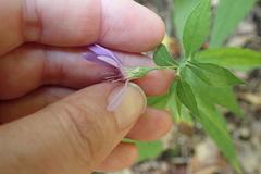 Symphyotrichum phlogifolium