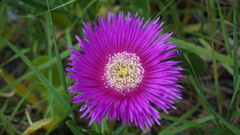 Carpobrotus glaucescens
