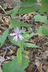 Symphyotrichum phlogifolium