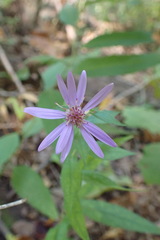 Symphyotrichum phlogifolium