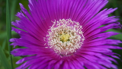 Carpobrotus glaucescens