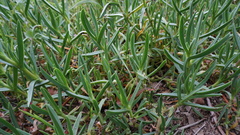 Carpobrotus glaucescens