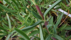 Carpobrotus glaucescens