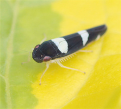 Microgoniella tristicula