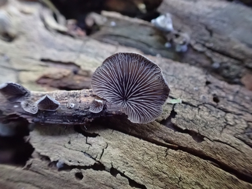 Resupinatus (Photo 2 of 7)