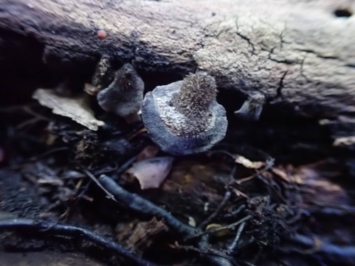 Resupinatus (Photo 3 of 7)