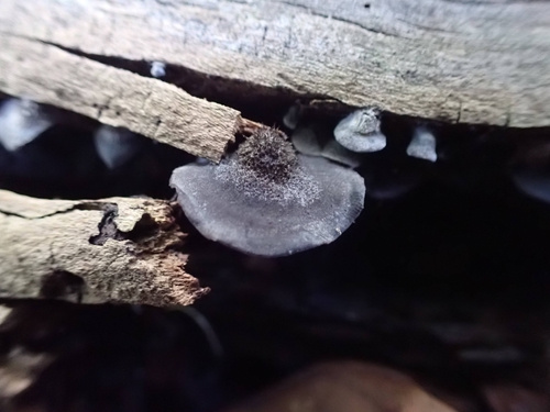 Resupinatus (Photo 5 of 7)