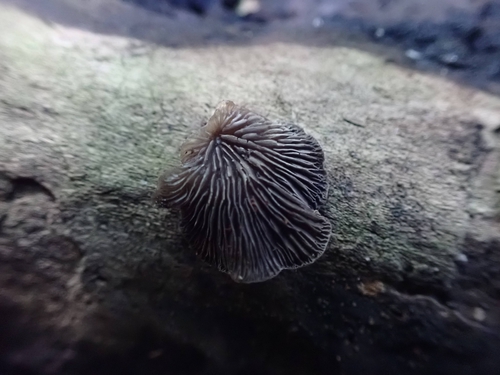 Resupinatus (Photo 6 of 7)