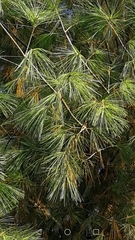 Pinus strobus