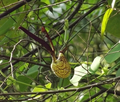 Aristolochia ringens
