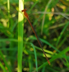 Leptobasis vacillans