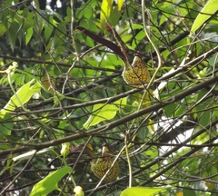 Aristolochia ringens