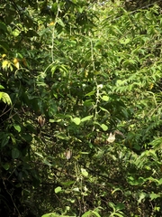 Aristolochia ringens