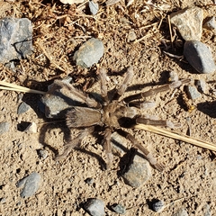 Aphonopelma johnnycashi