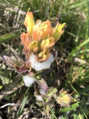 Castilleja affinis neglecta