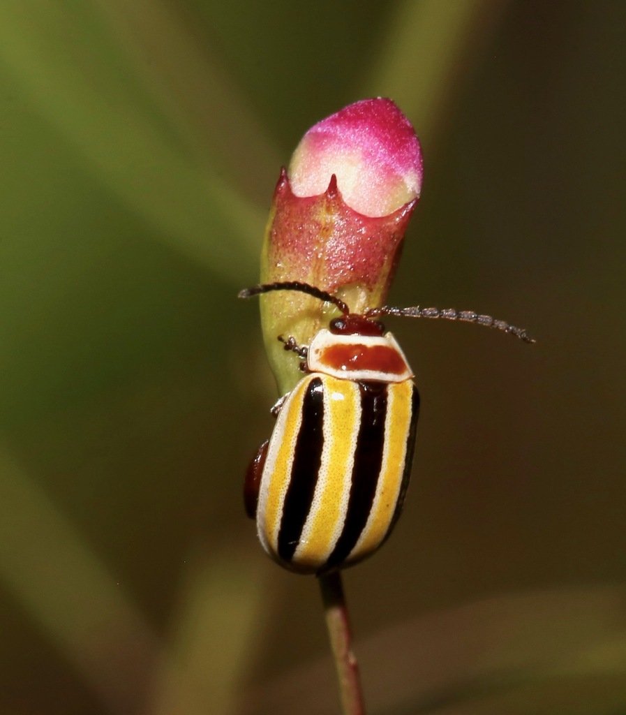 Kuschelina floridana